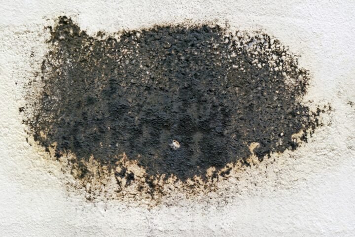 Black Mold Removal in Eight Mile, AL