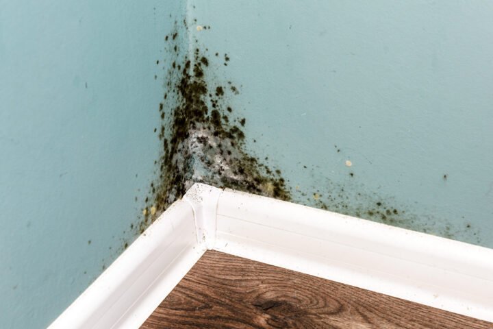 Mold Remediation in Calvert, AL